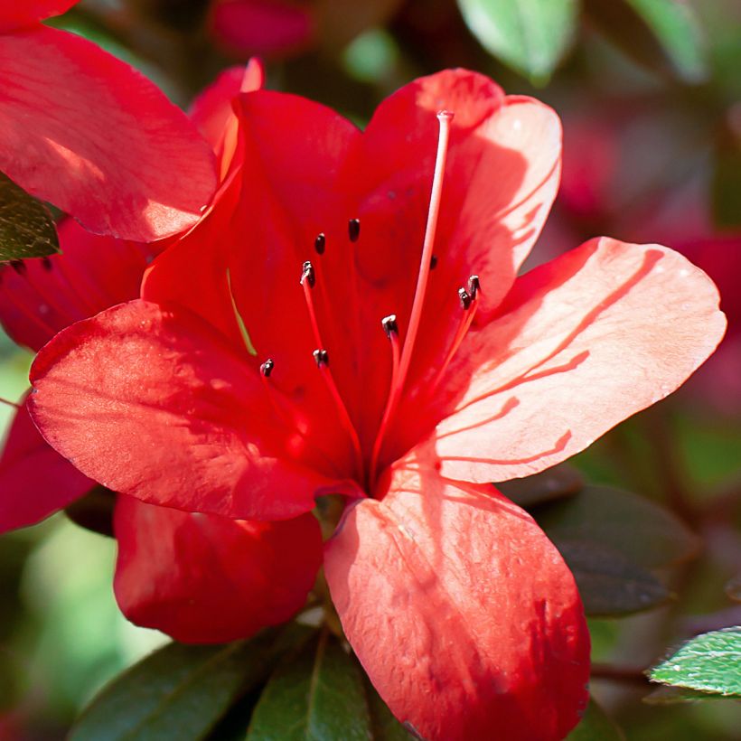 Azalea Ardeur (Fioritura)