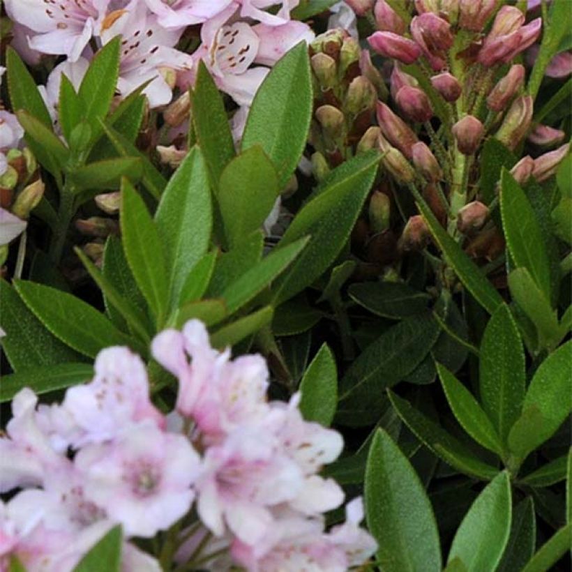 Rhododendron INKARHO Bloombux (Fogliame)