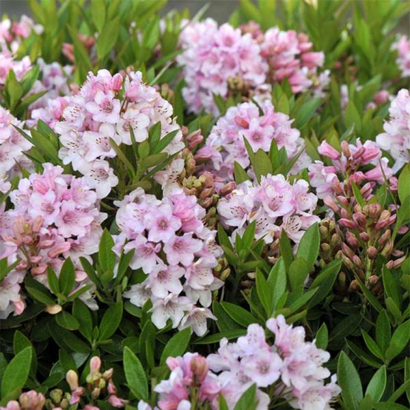 Rhododendron INKARHO Bloombux (Fioritura)