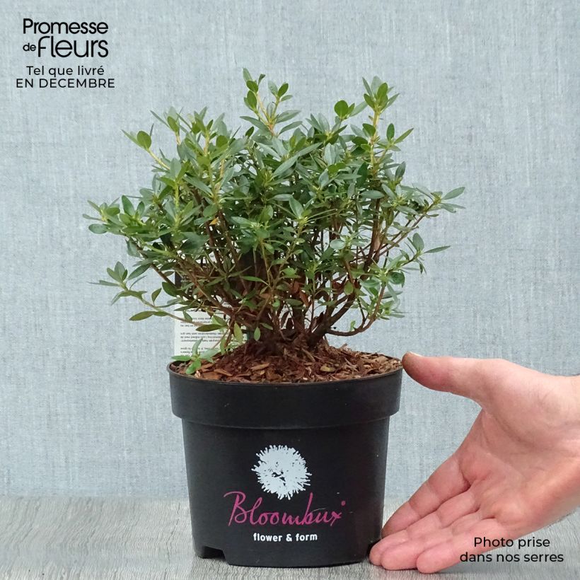 Rhododendron Bloombux Pot de 2L/3L esemplare consegnato in inverno