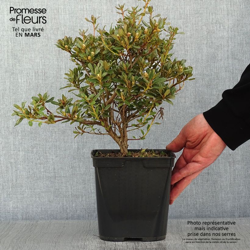 Rhododendron Blue Silver - Rhododendron nain Pot de 3L/4L esemplare consegnato in inverno