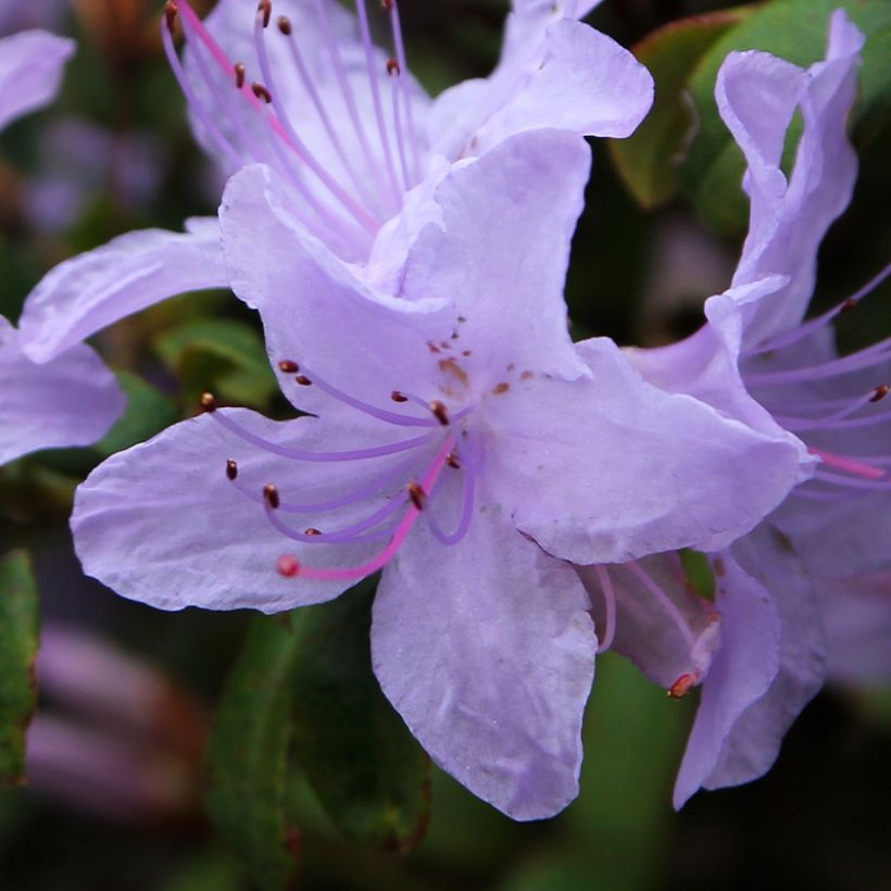 Rhododendron Blue Tit (Fioritura)