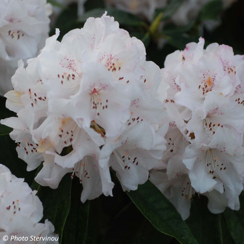 Rhododendron Boddaertianum (Fioritura)