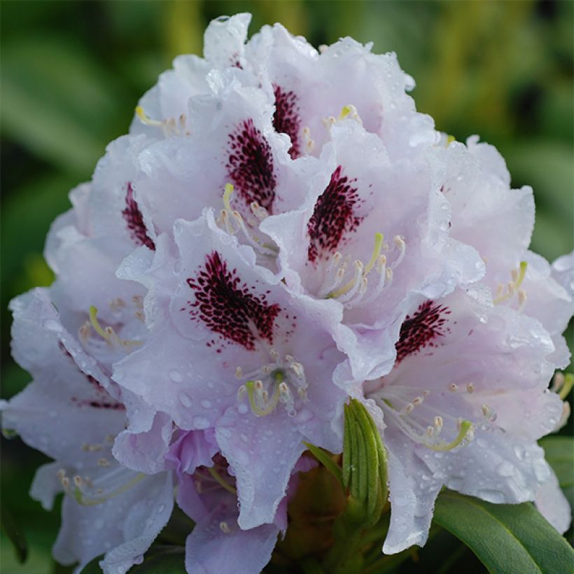 Rhododendron Calsap (Fioritura)