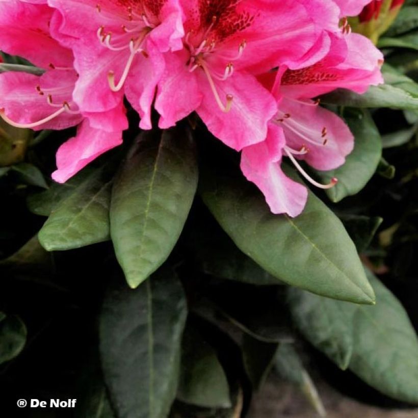 Rhododendron Cosmopolitan (Fogliame)