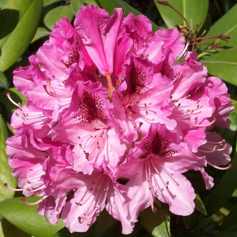 Rhododendron Cosmopolitan (Fioritura)