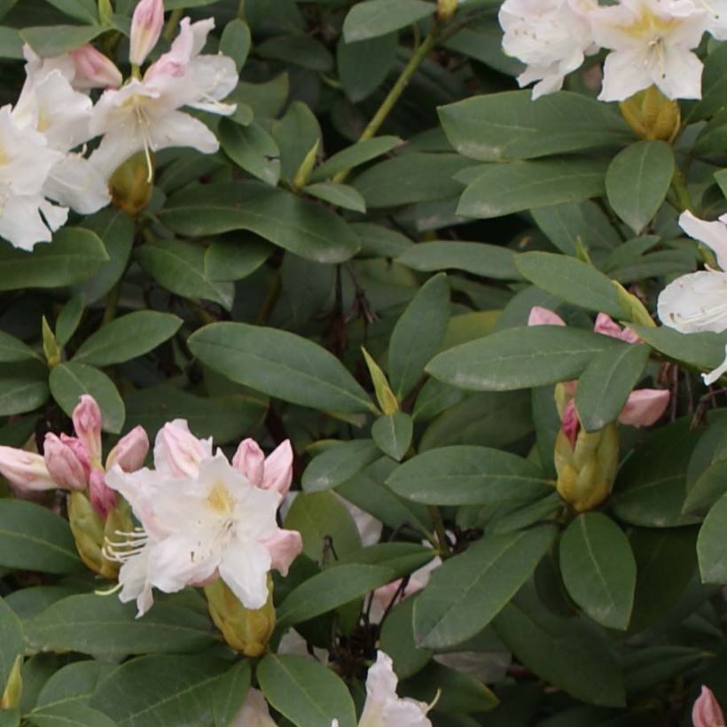 Rhododendron Cunningham's White (Fogliame)