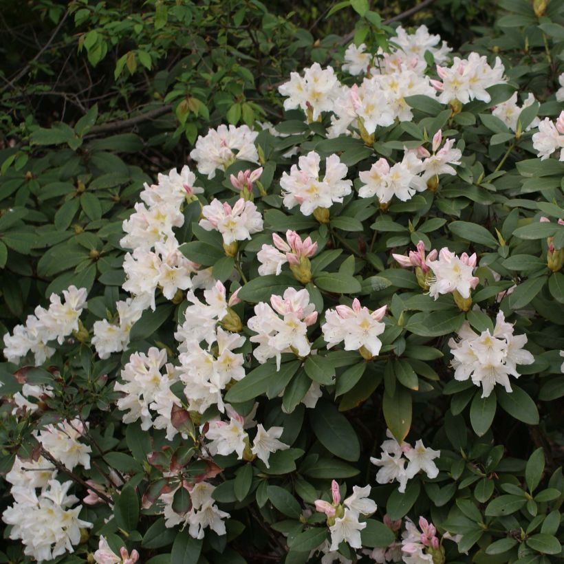 Rhododendron Cunningham's White (Fioritura)