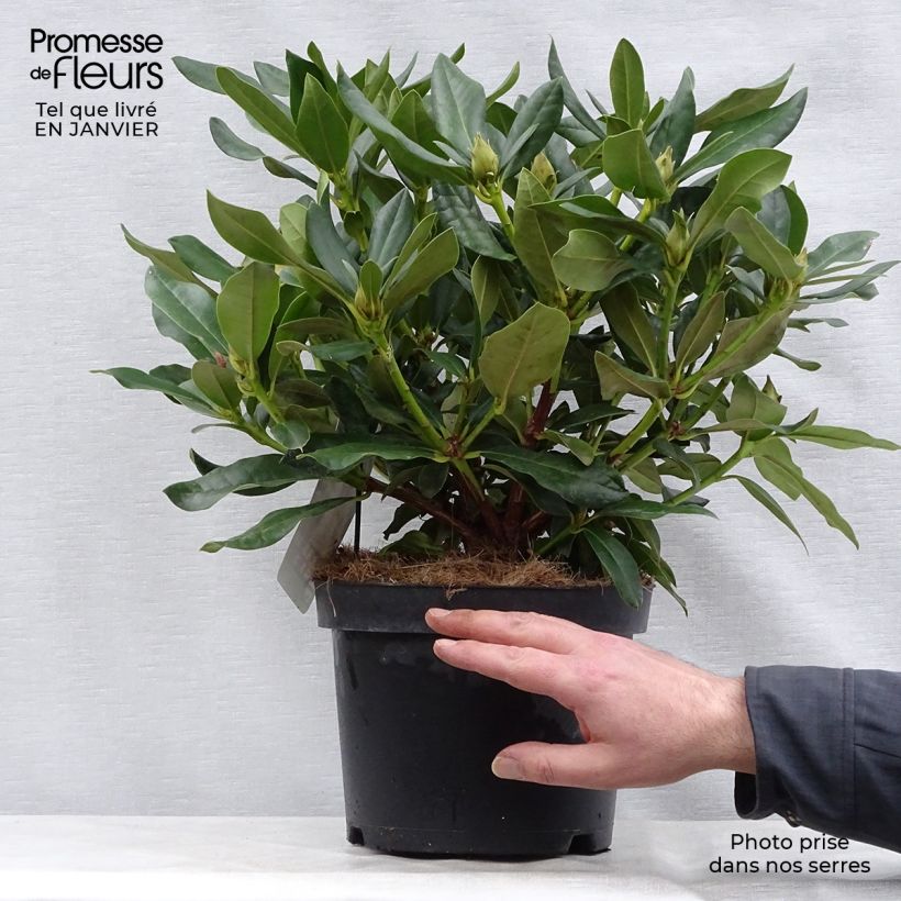 Rhododendron Cunningham's White Pot de 4L/5L esemplare consegnato in inverno