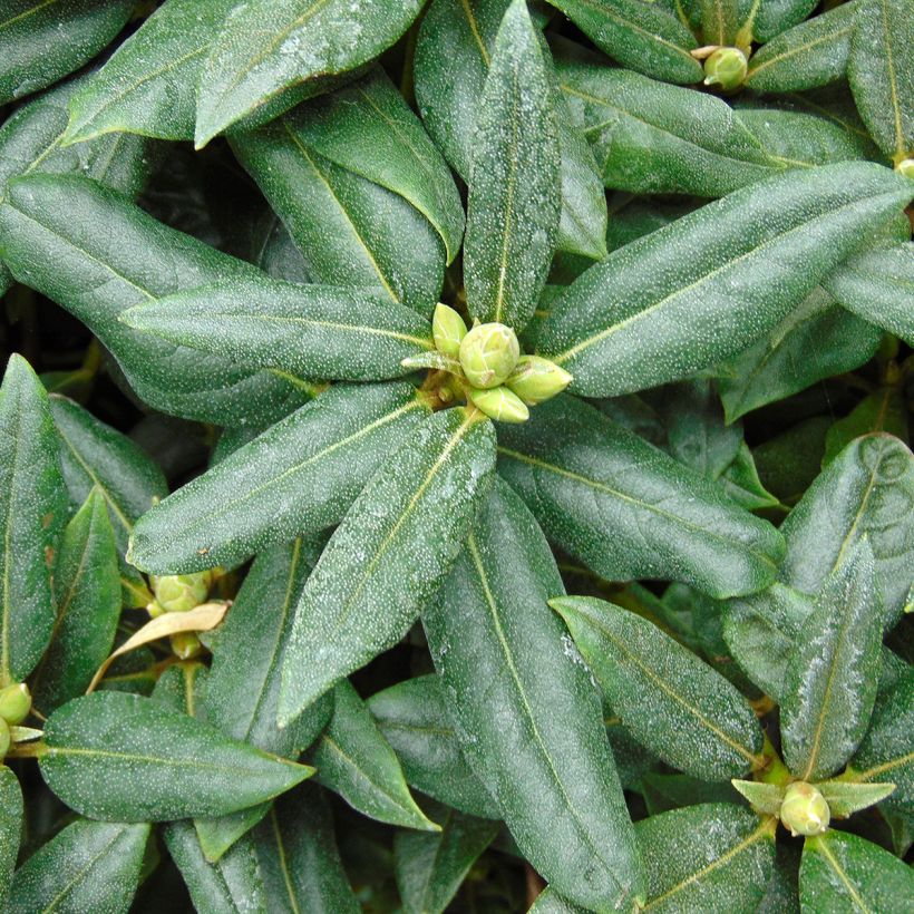 Rhododendron Dora Amateis (Fogliame)