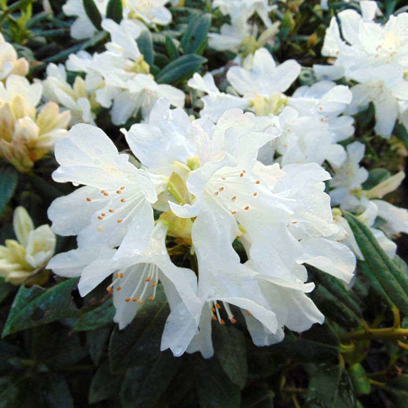 Rhododendron Dora Amateis (Fioritura)