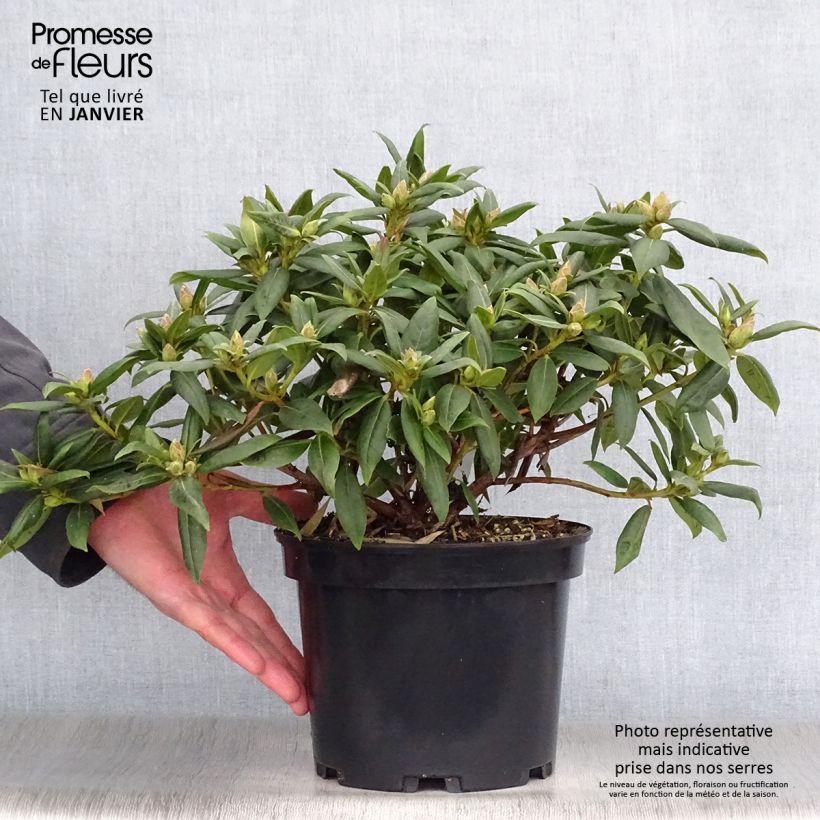 Rhododendron Dora Amateis - Rhododendron nain Pot de 3L/4L esemplare consegnato in inverno