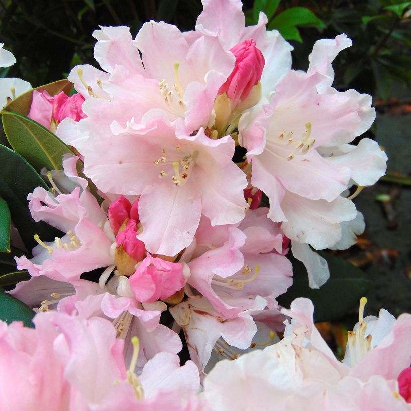 Rhododendron yakushimanum Dream Land (Fioritura)