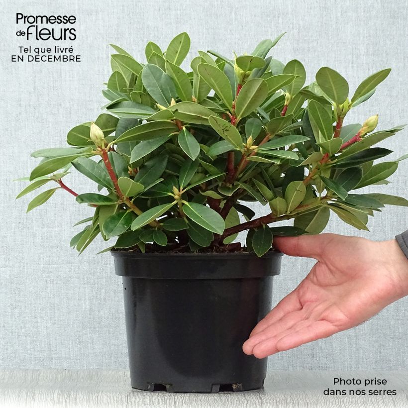 Rhododendron Dream Land - Rhododendron nain Pot de 3L/4L esemplare consegnato in inverno