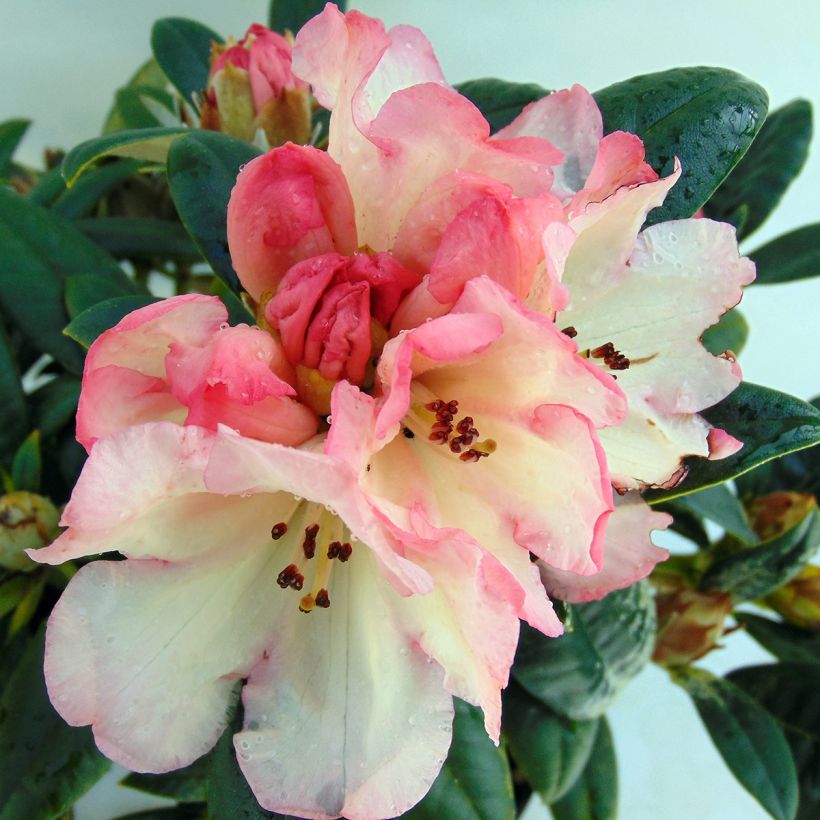 Rhododendron yakushimanum Dusty Miller (Fioritura)