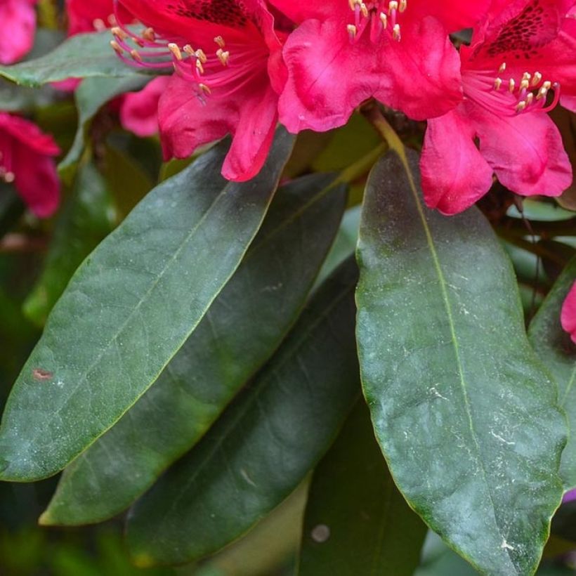 Rhododendron Elisabeth (Fogliame)