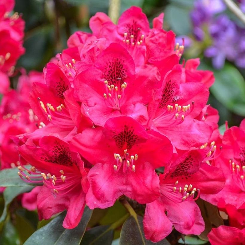 Rhododendron Elisabeth (Fioritura)