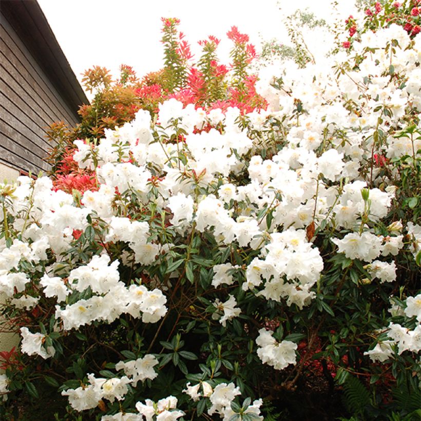 Rhododendron Fragrantissimum (Fioritura)