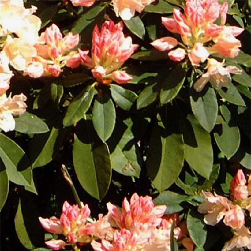 Rhododendron yakushimanum Golden Torch (Fogliame)