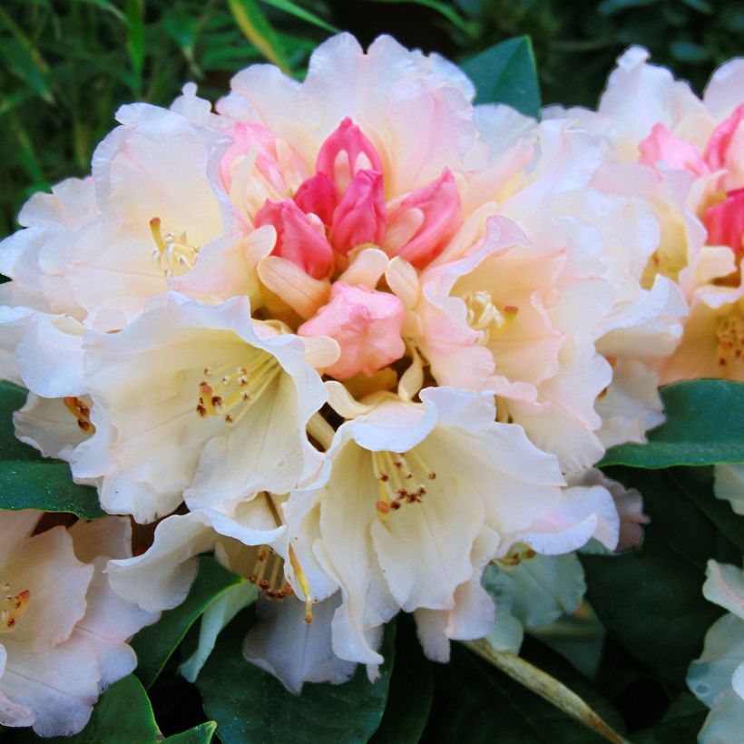 Rhododendron yakushimanum Golden Torch (Fioritura)