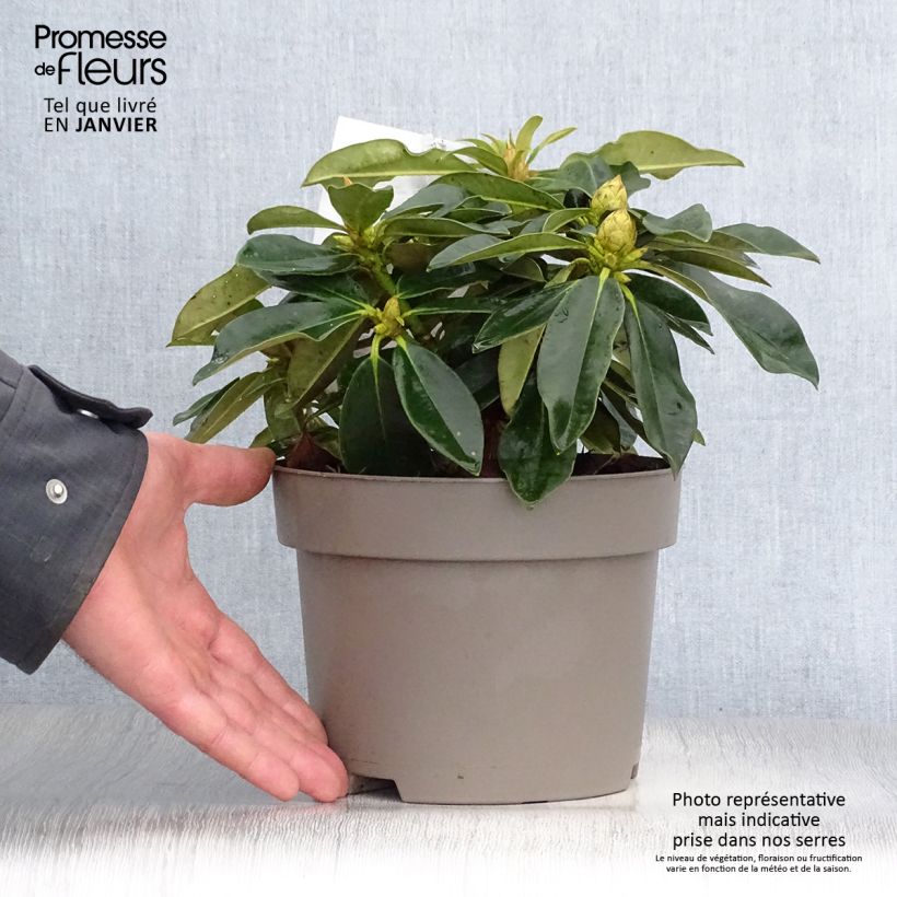 Rhododendron Golden Torch - Rhododendron nain Pot de 3L/4L esemplare consegnato in inverno