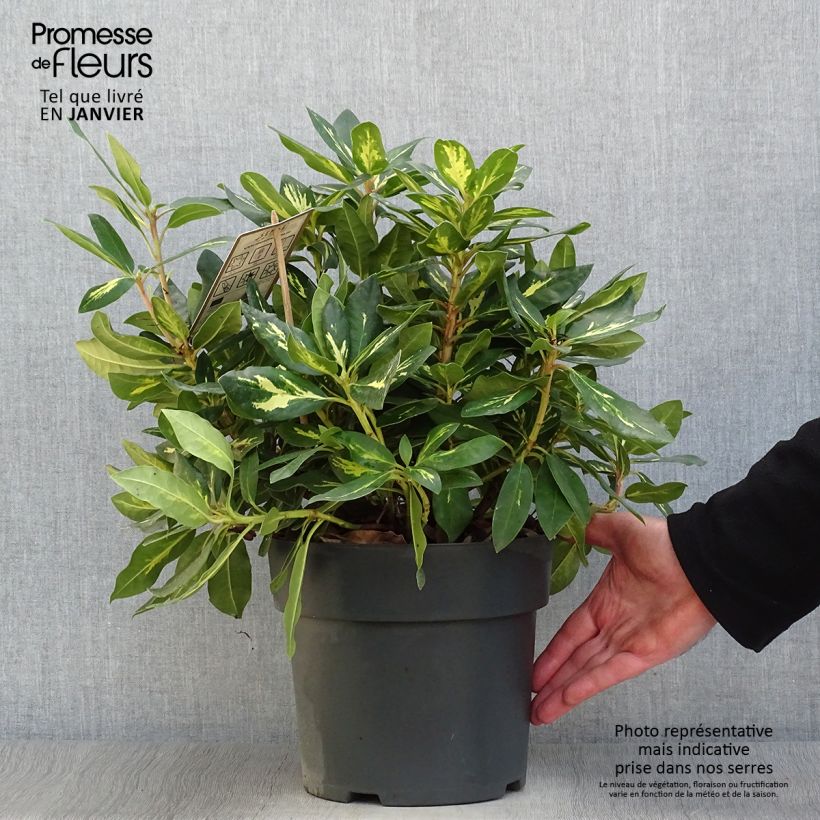 Rhododendron Goldflimmer Pot de 3L/4L esemplare consegnato in inverno