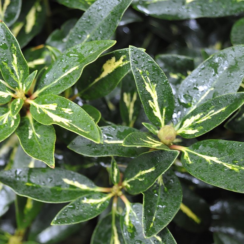 Rhododendron Goldflimmer (Fogliame)