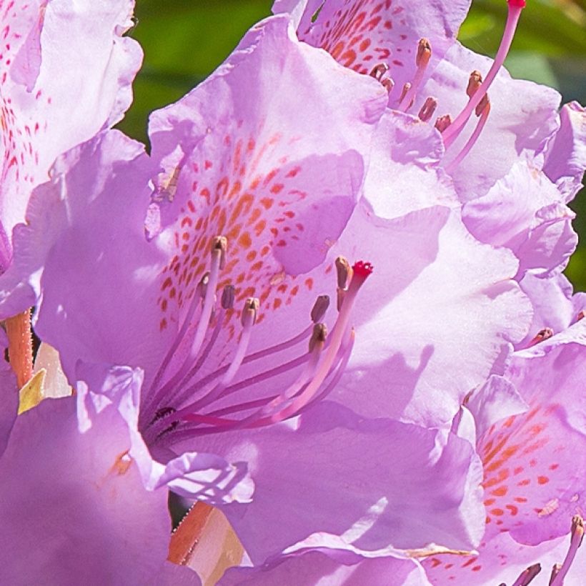 Rhododendron Goldflimmer (Fioritura)