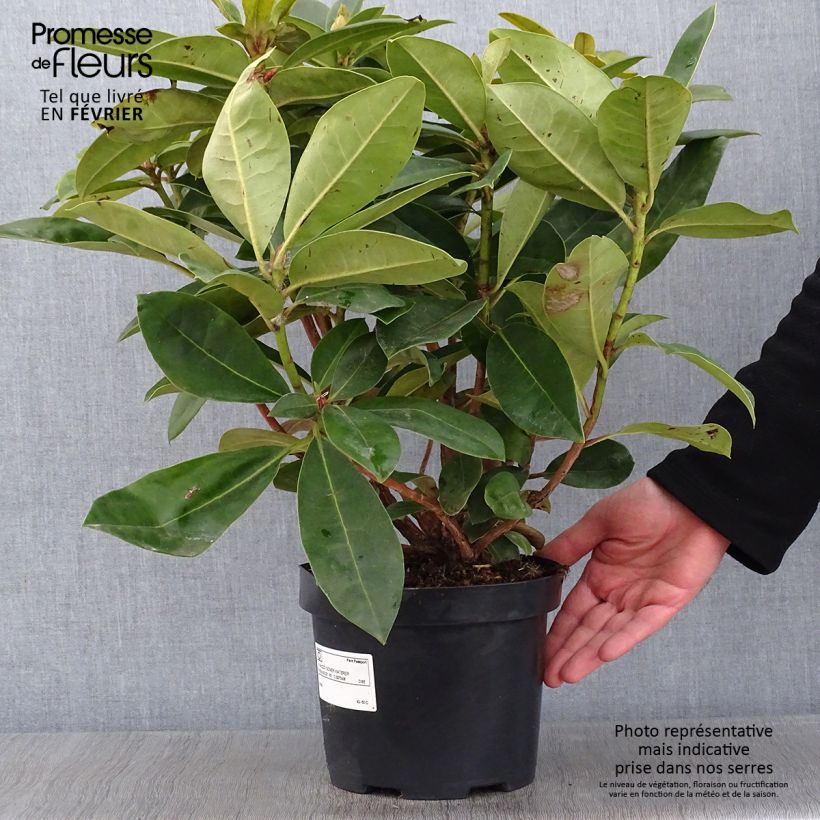 Rhododendron Gomer Waterer en pot de 4L/5L esemplare consegnato in inverno