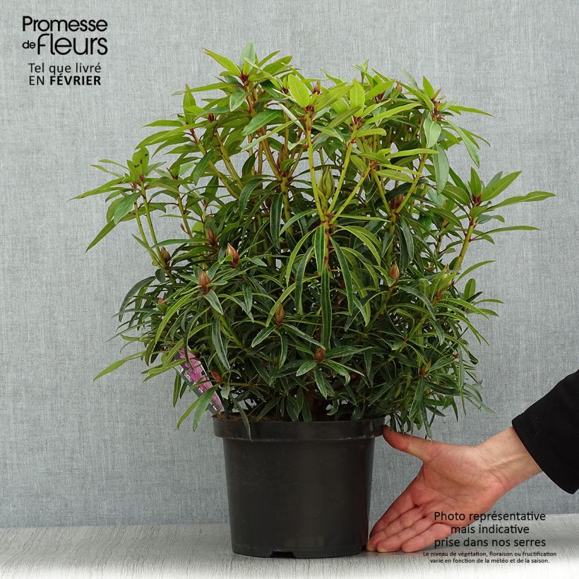 Rhododendron Graziella - Grand Rhododendron Pot de 4L/5L esemplare consegnato in inverno