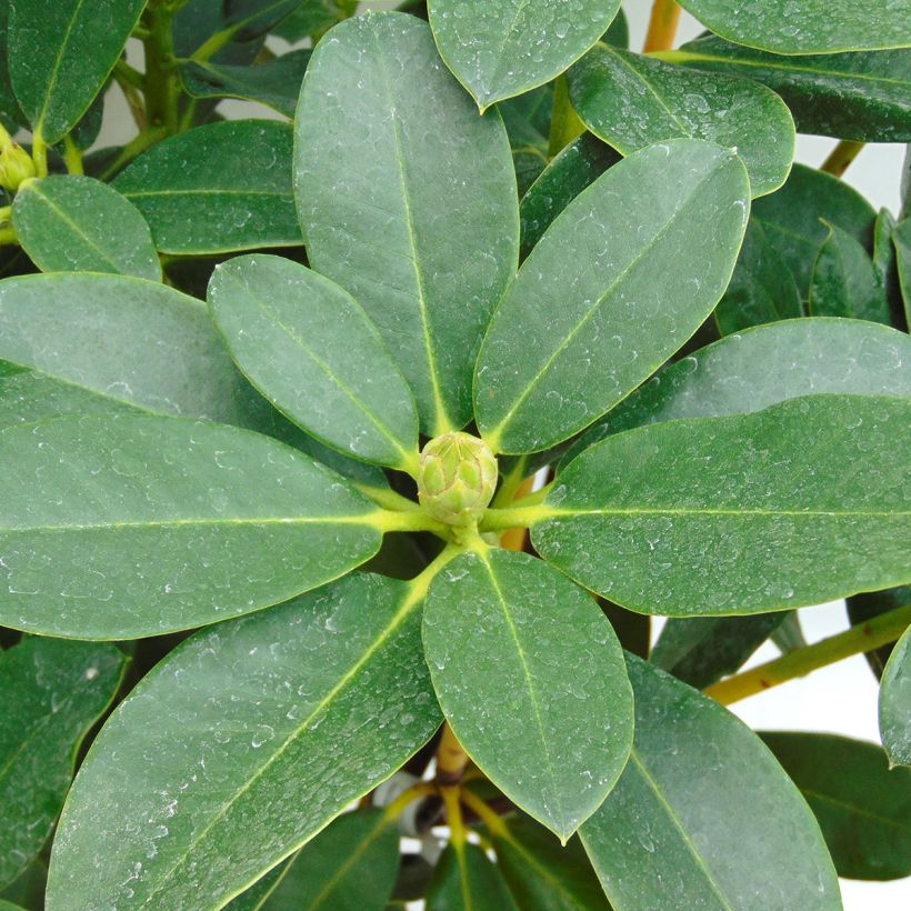 Rhododendron Horizon Monarch (Fogliame)