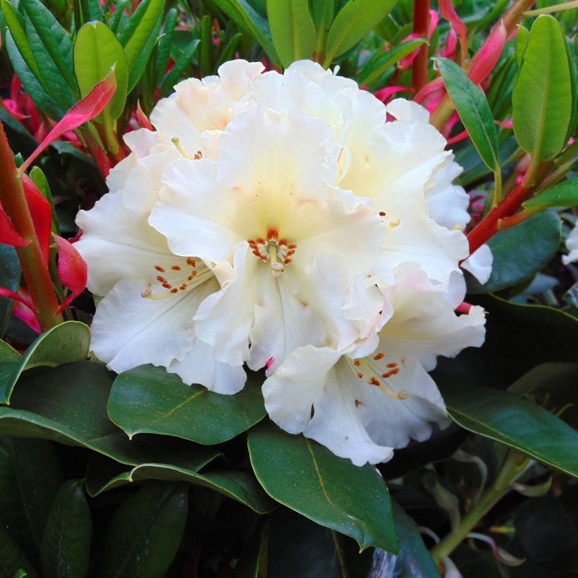 Rhododendron Horizon Monarch (Fioritura)