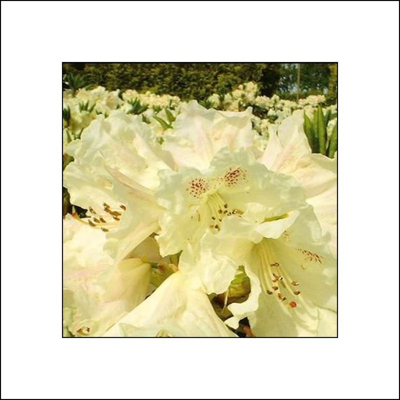 Rhododendron INKARHO Bellini (Fioritura)