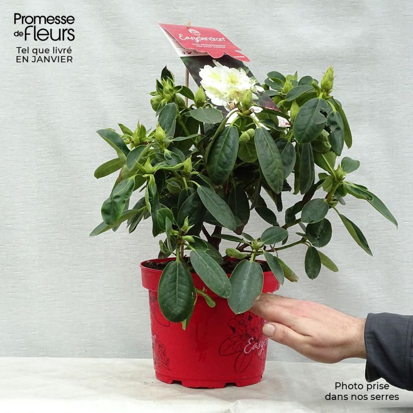 Rhododendron Inkarho Bellini Pot de 4L/5L esemplare consegnato in inverno