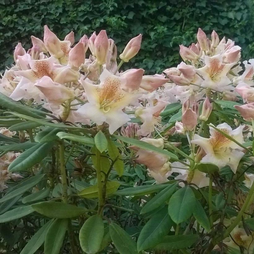 Rhododendron INKARHO Bernstein (Fioritura)