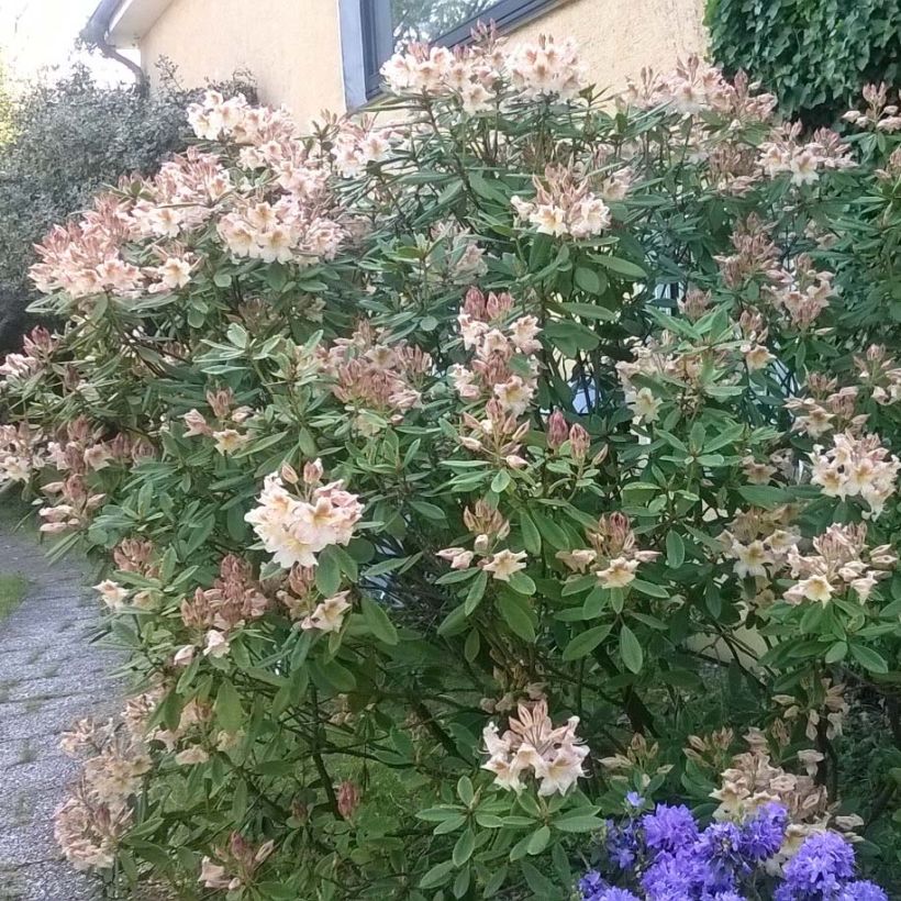 Rhododendron INKARHO Bernstein (Porto)