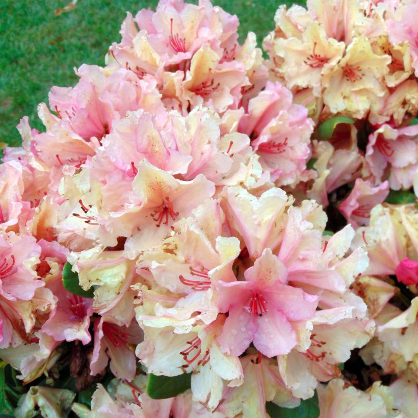 Rhododendron INKARHO Brasilia (Fioritura)