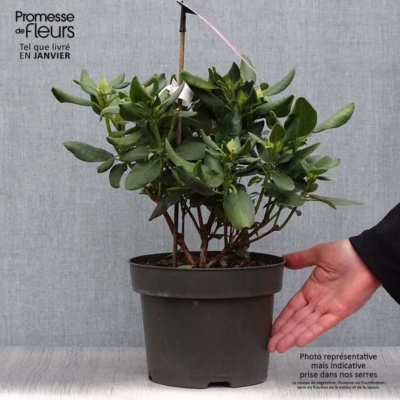 Rhododendron Inkarho  Brasilia Pot de 4L/5L esemplare consegnato in inverno