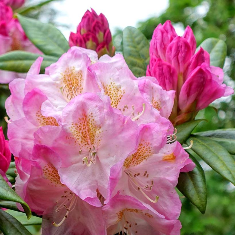 Rhododendron INKARHO Brigitte (Fioritura)