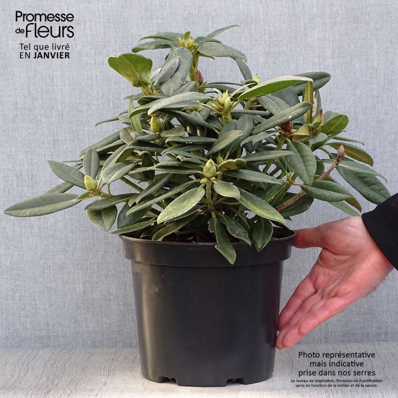 Rhododendron Inkarho Brigitte Pot de 4L/5L esemplare consegnato in inverno