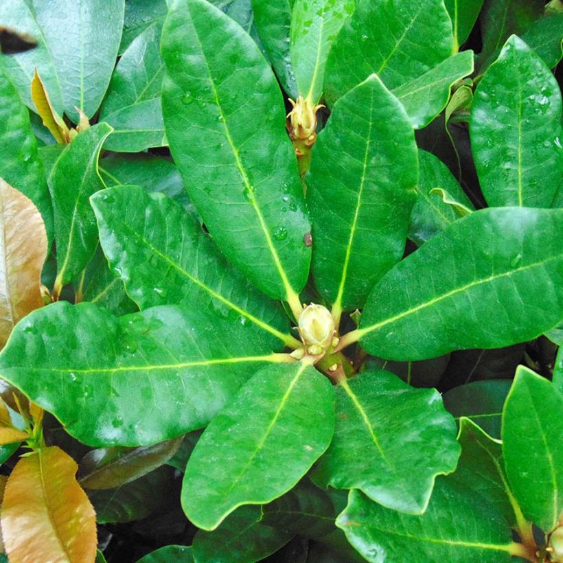 Rhododendron INKARHO Nova Zembla (Fogliame)