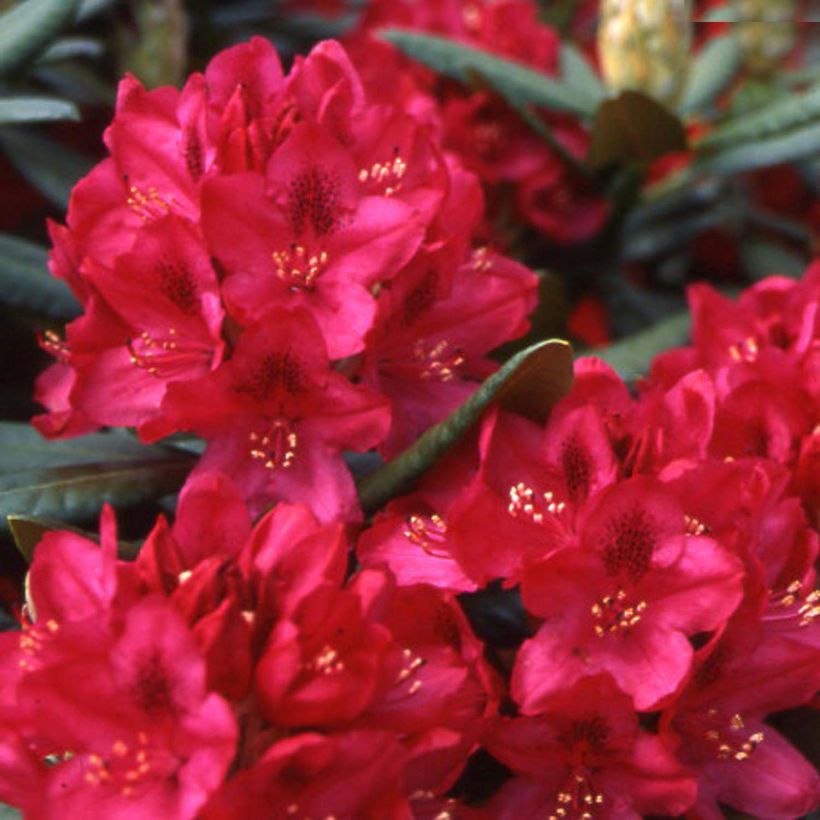 Rhododendron INKARHO Nova Zembla (Fioritura)