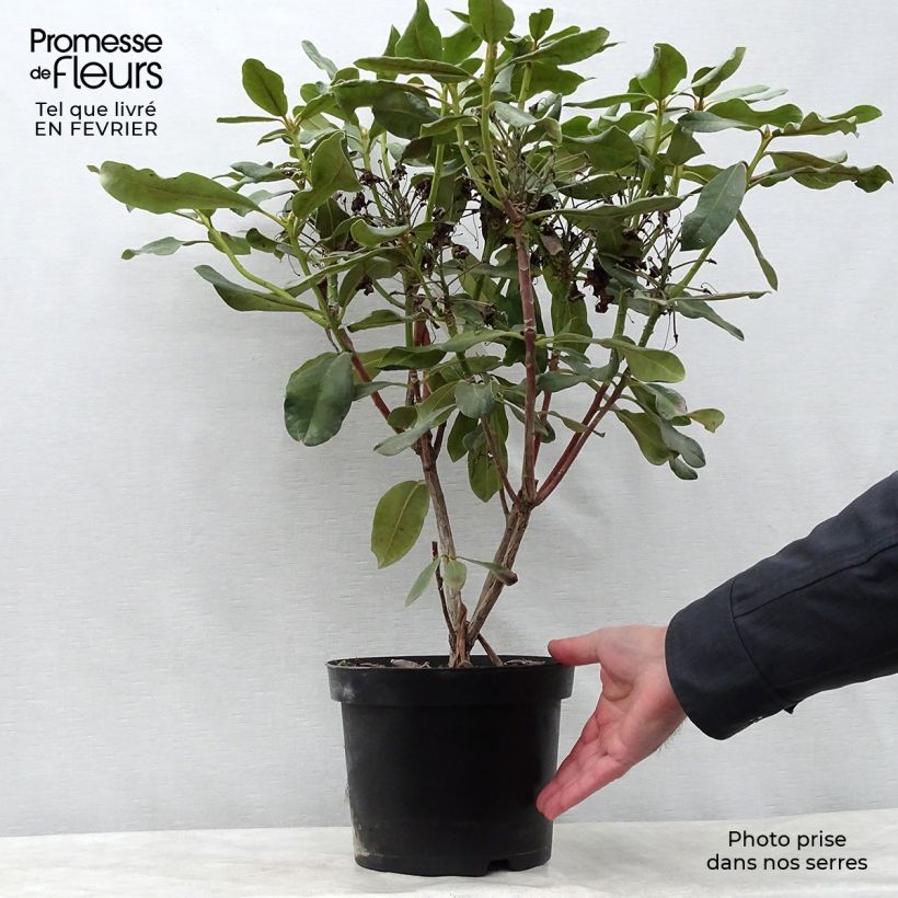 Rhododendron Inkarho  Nova Zembla Pot de 4L/5L esemplare consegnato in inverno