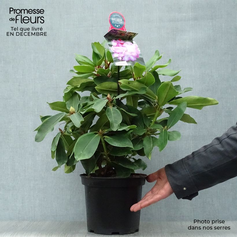 Rhododendron Lem's Monarch - Grand Rhododendron Pot de 7.5L/10L esemplare consegnato in inverno