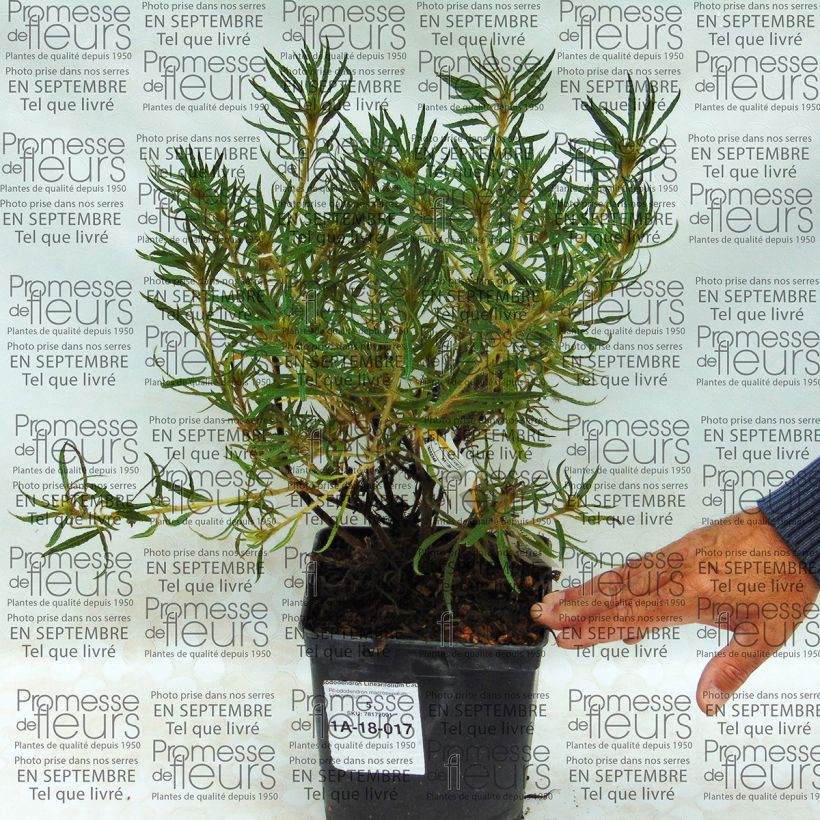 Esempio di esemplare Rhododendron Linearifolium C3L come consegnato