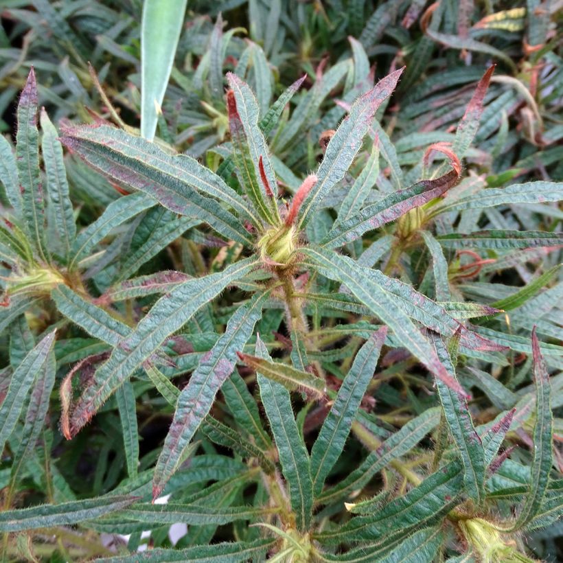 Rhododendron macrosepalum Linearifolium (Fogliame)