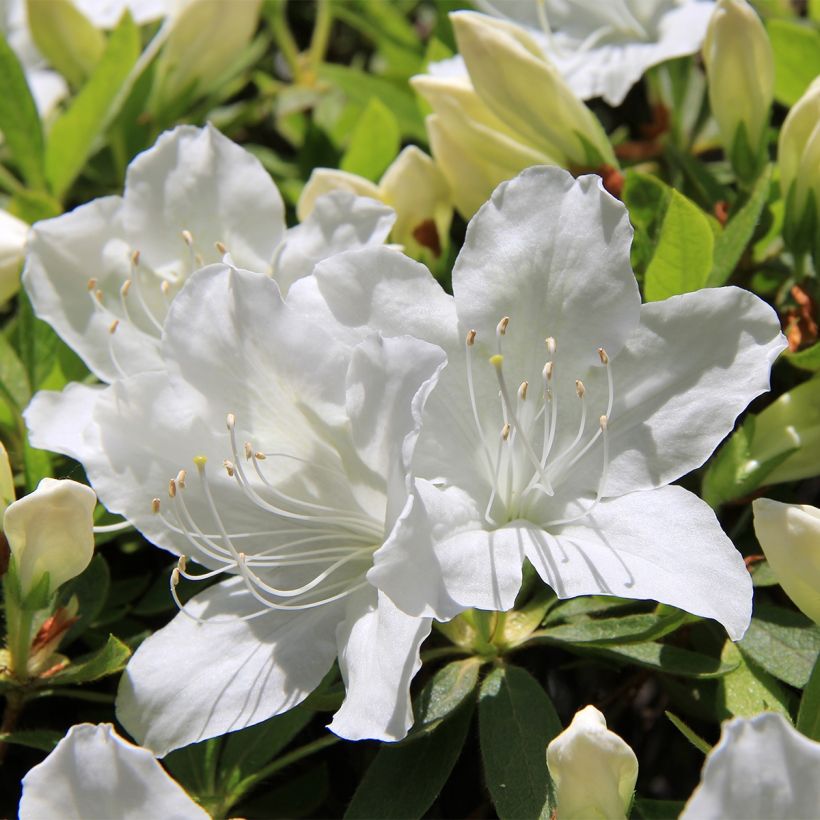 Azalea Luzi (Fioritura)