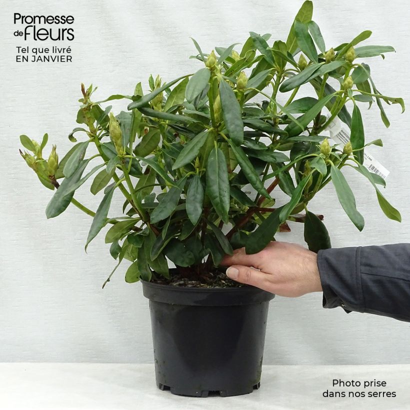 Rhododendron Madame Masson - Grand Rhododendron Pot de 4L/5L esemplare consegnato in inverno