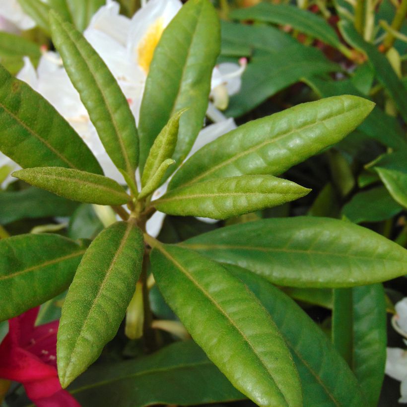 Rhododendron Madame Masson (Fogliame)