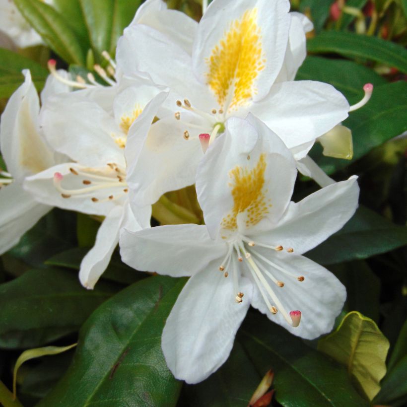 Rhododendron Madame Masson (Fioritura)